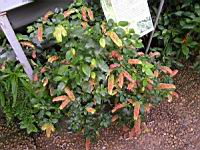 Plante aux crevettes, Beloperone guttata Brandegee (fam Acanthacees) (1) (Photo F. Mrugala)